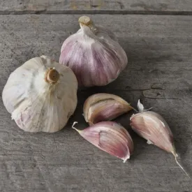 Garlic: 'Nov. German White Hardneck Tops' Pkg 3